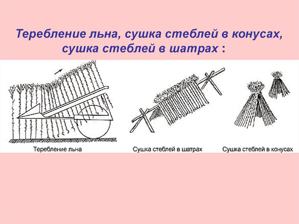 Теребление льна, сушка стеблей в конусах, сушка стеблей в шатрах :