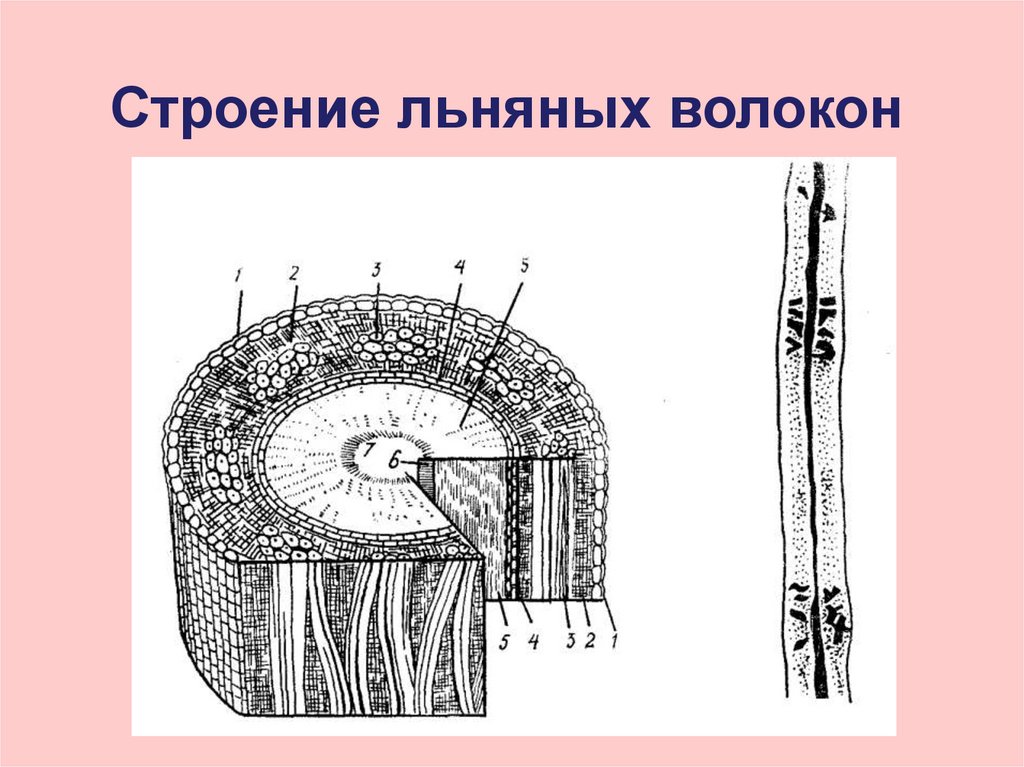 Строение льняных волокон