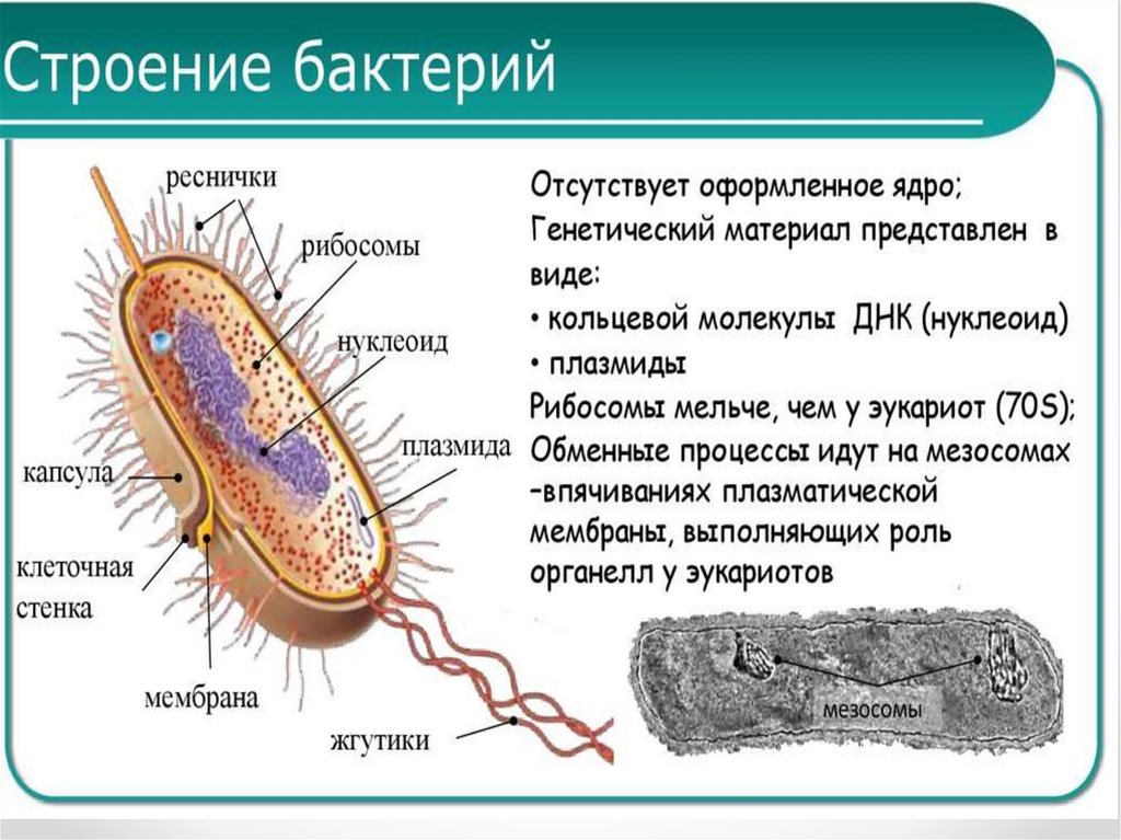 Примитивные организмы. Примитивные организмы бактерии. Примитивные организмы 9 класс. Примитивные организмы формы организмов. Примитивные организмы 9 класс биология.