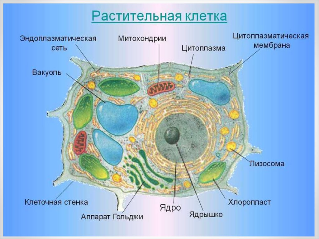 Растительные клетки названия. Строение органелл растительной клетки. Строение эукариотической клетки растения. Ядро цитоплазма клеточная мембрана стенка , вакуоль. Строение органоидов растительной клетки.