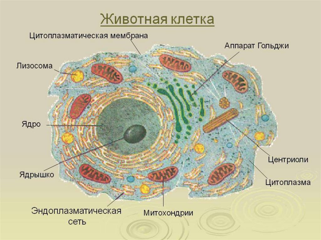 Названия частей животной клетки