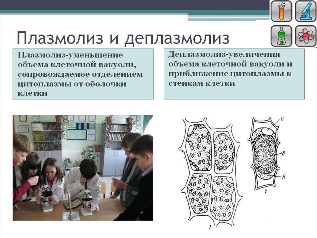 Наблюдение плазмолиза. Плазмолиз. Плазмолиз и деплазмолиз. Деплазмолиз растительной клетки. Поазмолиоз диплазмолиоз.