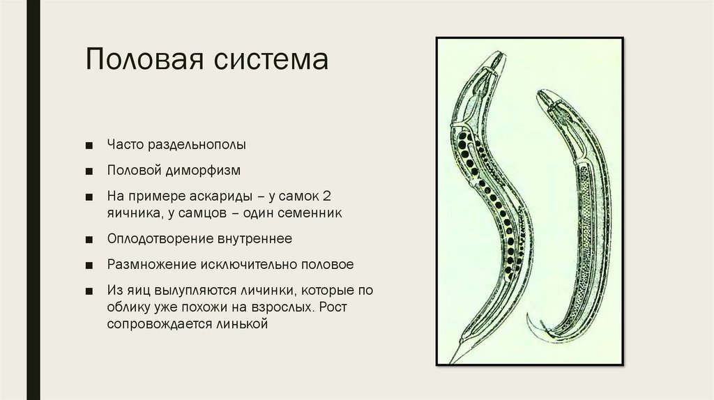 К какому типу животных относят аскариду. Внутреннее строение аскариды человеческой. Половая система аскариды. Круглые черви половая система. Половая система самки аскариды.