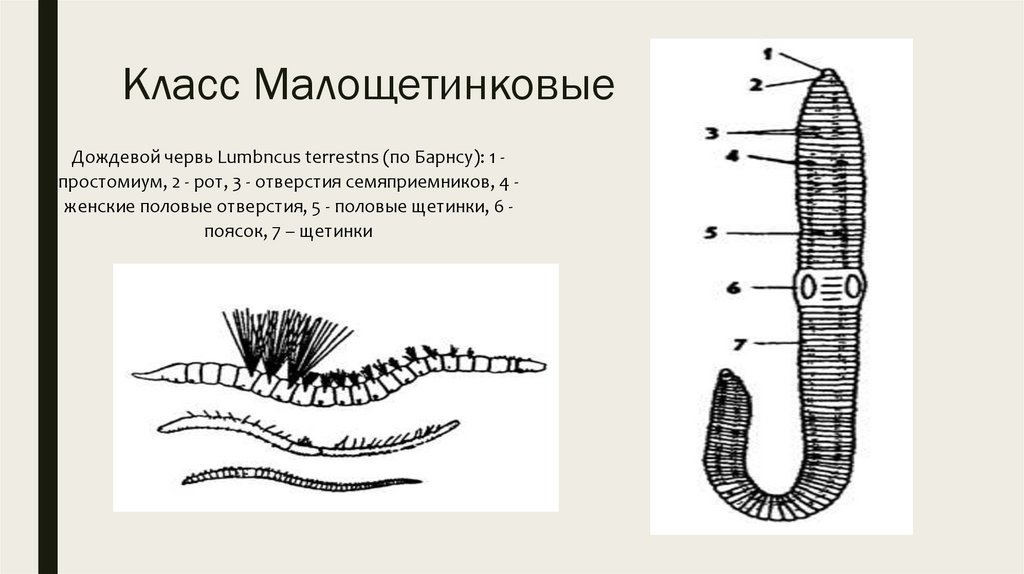 Сегмент дождевого червя. Малощетинковые черви щетинки. Дождевые черви класс Малощетинковые. Класс Малощетинковые дождевой червь. Класс Малощетинковые черви строение.