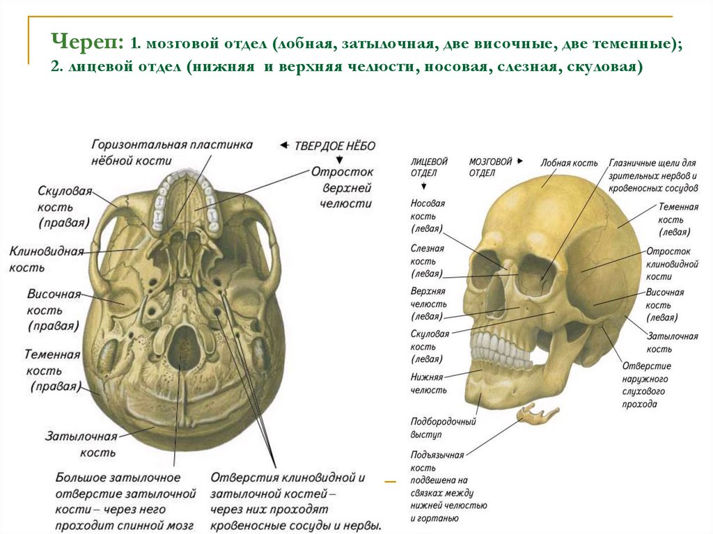 Кости относящиеся к мозговому отделу