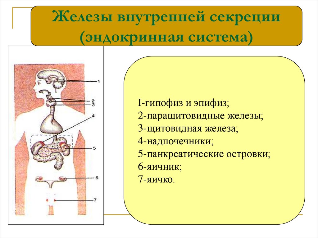 Анатомия физиология и гигиена человека