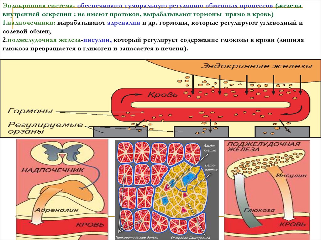 Внутренняя секреция имеет протоки