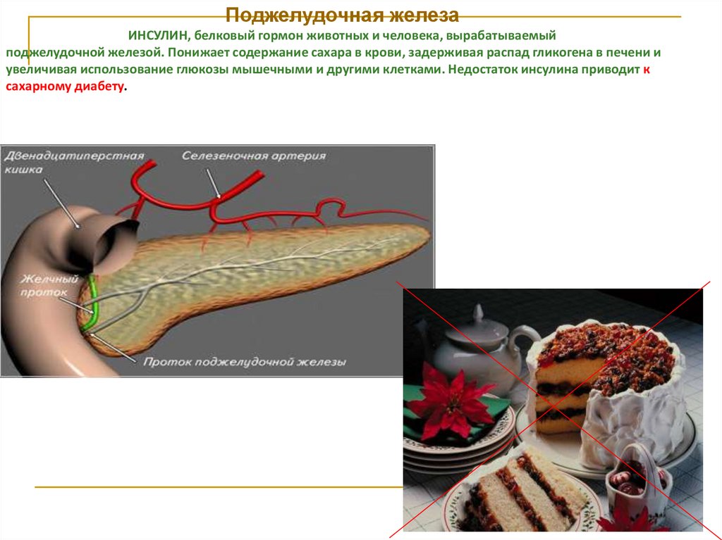 Анатомия физиология и гигиена человека