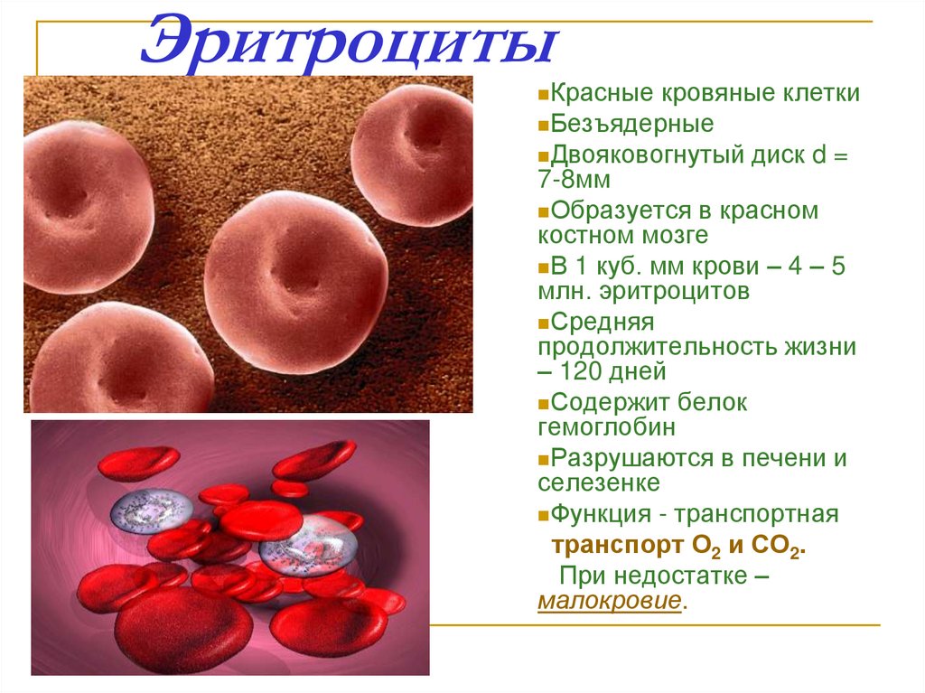 Повышены лейкоциты что пить