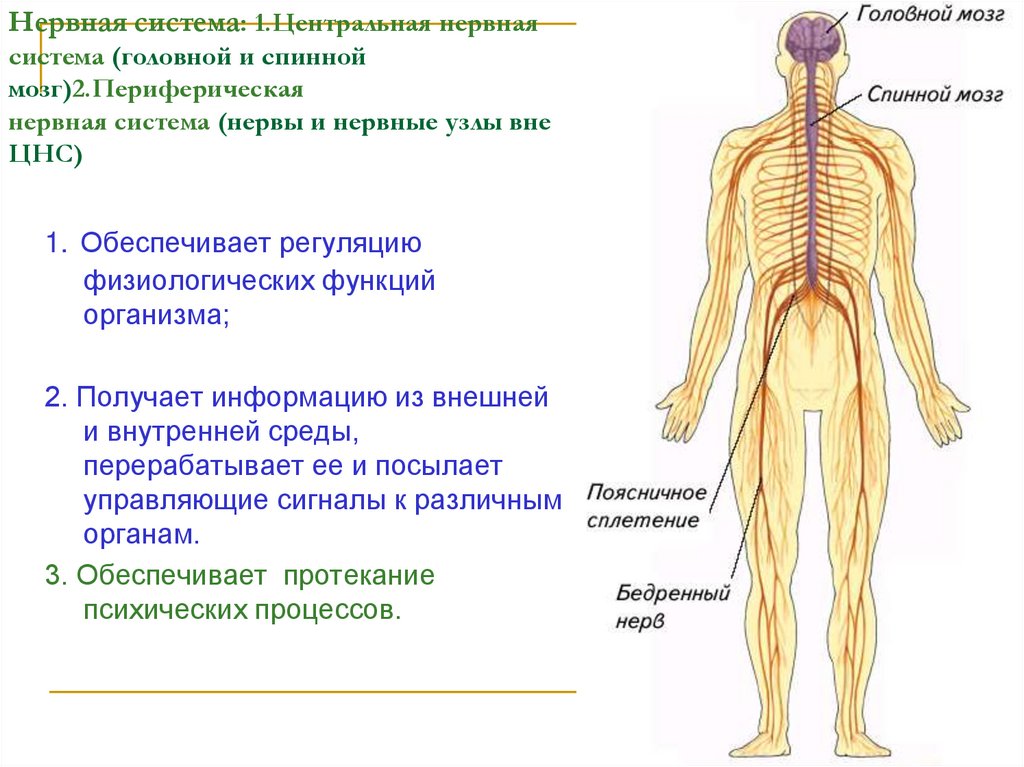 Функции центральной и периферической. Периферическая нервная система дерматомы. Нервная система человека схема периферическая. Центральная нервная система схема. Центральная нервная система и периферическая нервная система.