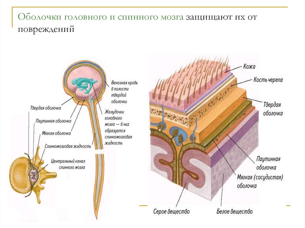 Спинной мозг оболочки