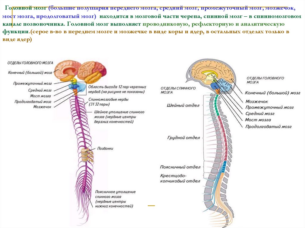 Промежуточный мозг нервная система