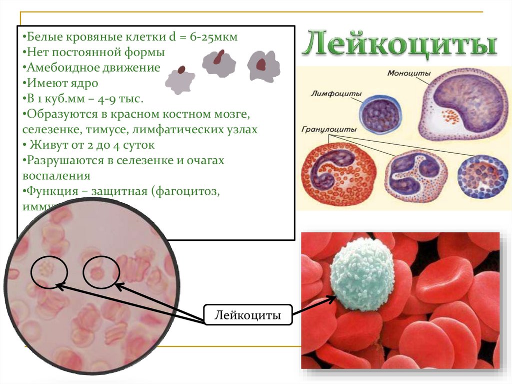 Ядро лейкоцитов человека