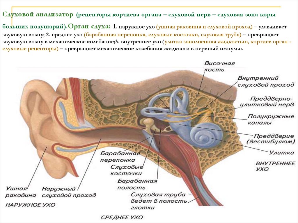 Слуховой нерв