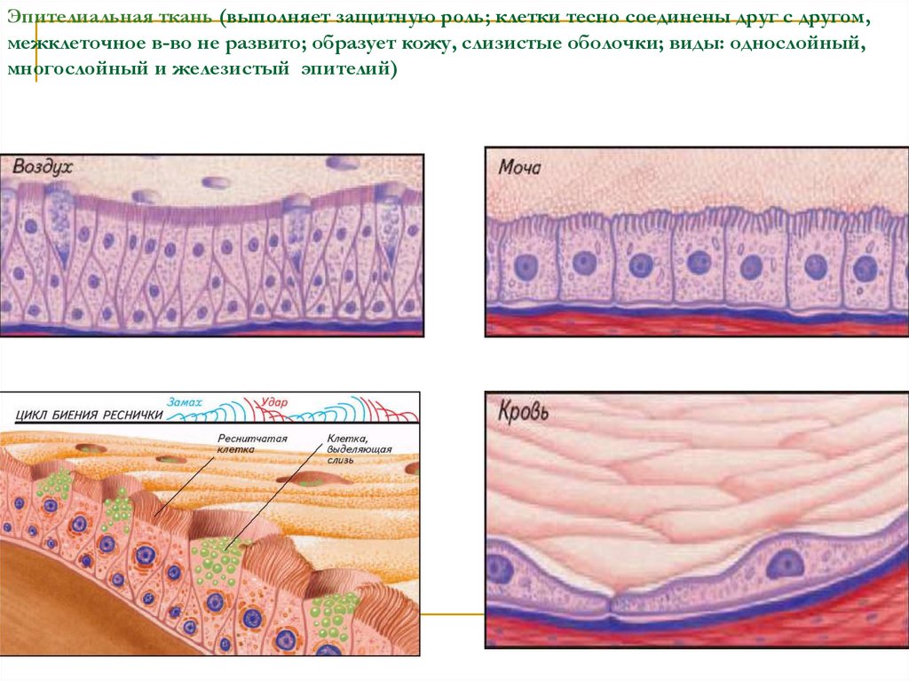 Эпителиальные ткани состоят из клеток. 3д макет эпителиальной ткани.
