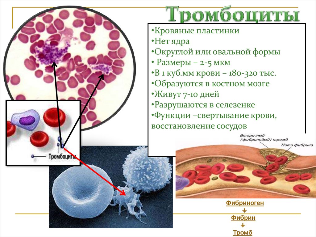 Элемент образующийся в красном костном мозге