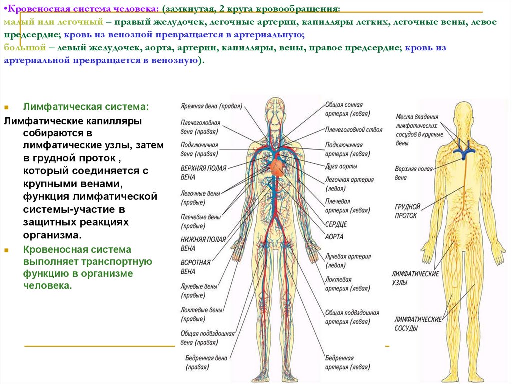 Анатомия физиология и гигиена человека