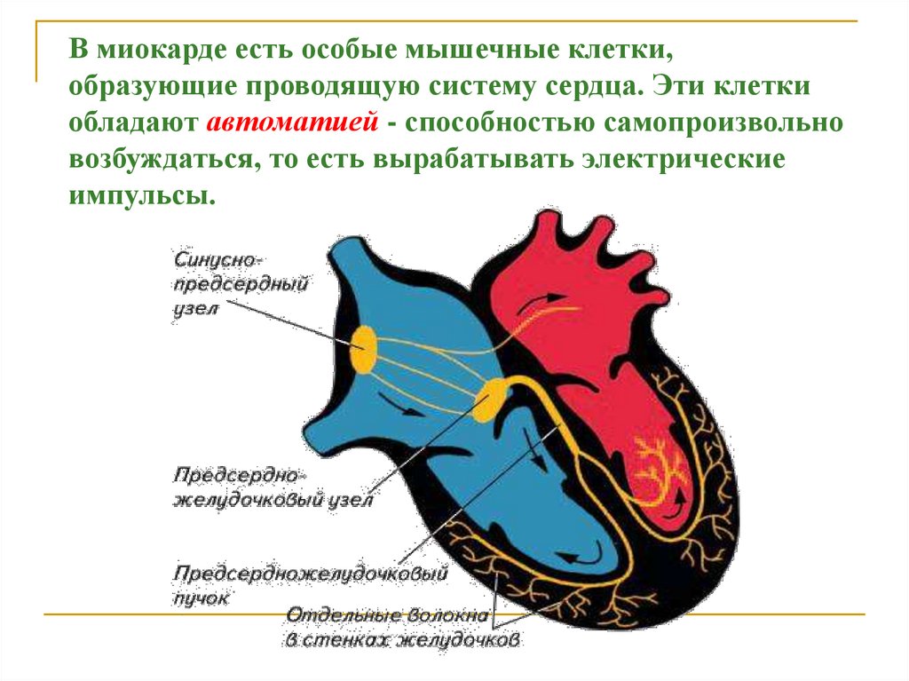 Слепое сердце это. Проводящая система сердца. Автоматия сердца.. Автоматизм сердца. Клетки миокарда.