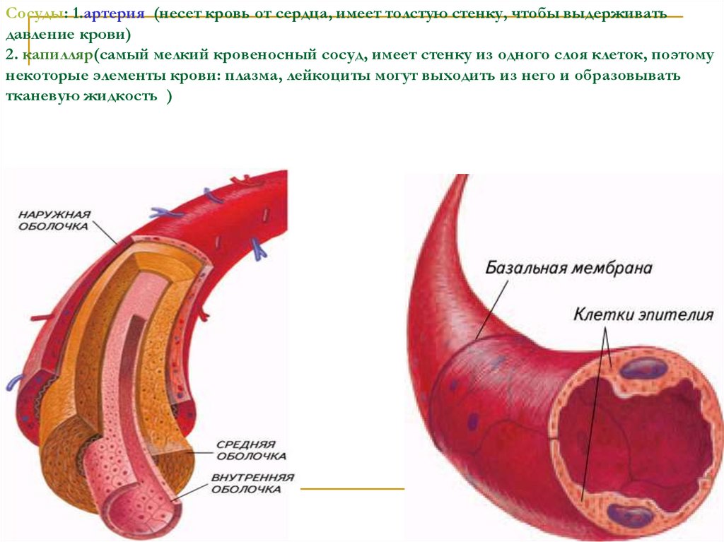 Какие стенки имеет артерия