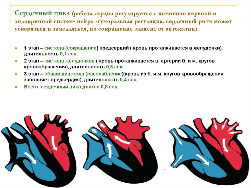 Цикл работы сердца