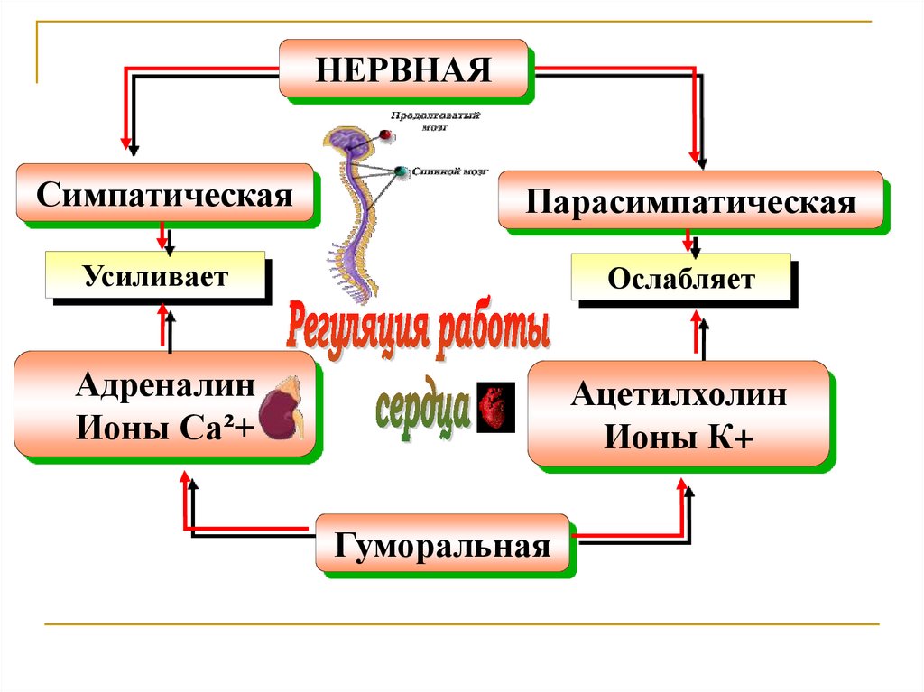 Анатомия физиология и гигиена человека