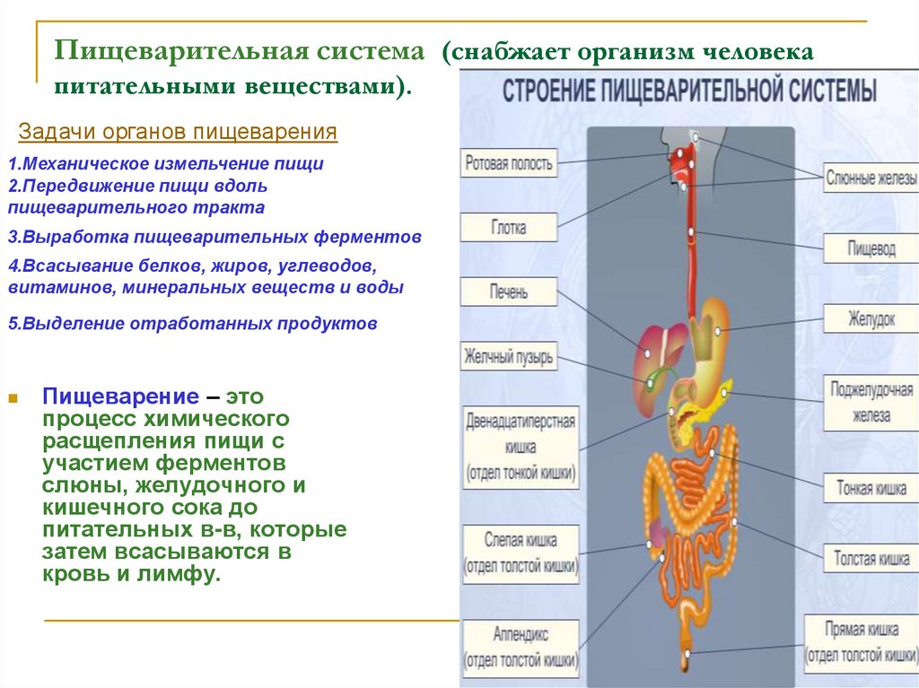 Анатомия жива