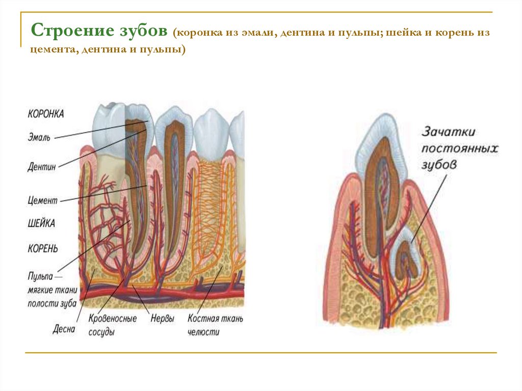 В чем особенность строения дентина какую