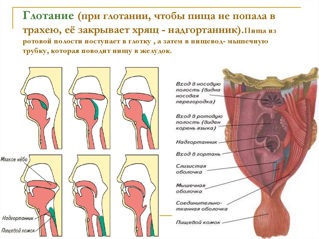 Надгортанник закрывает