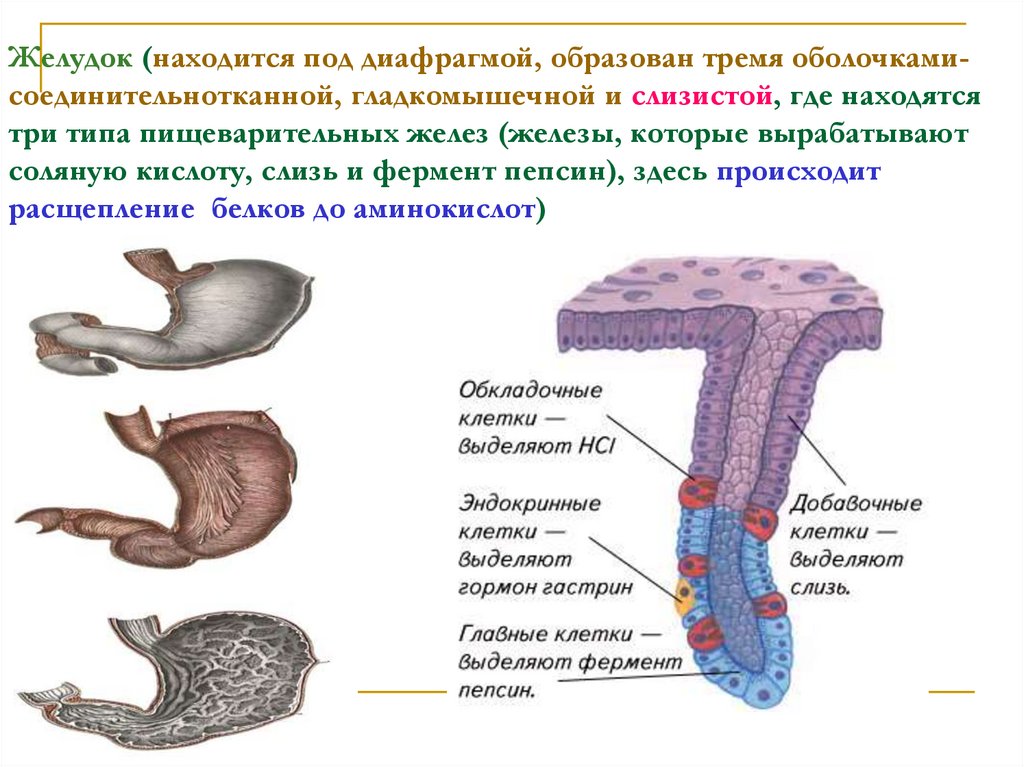 Какой тканью образована диафрагма