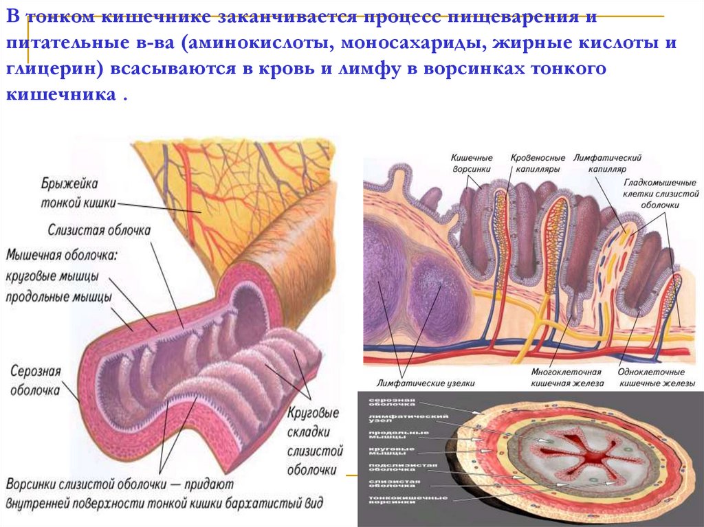 Функция ворсинок тонкой кишки