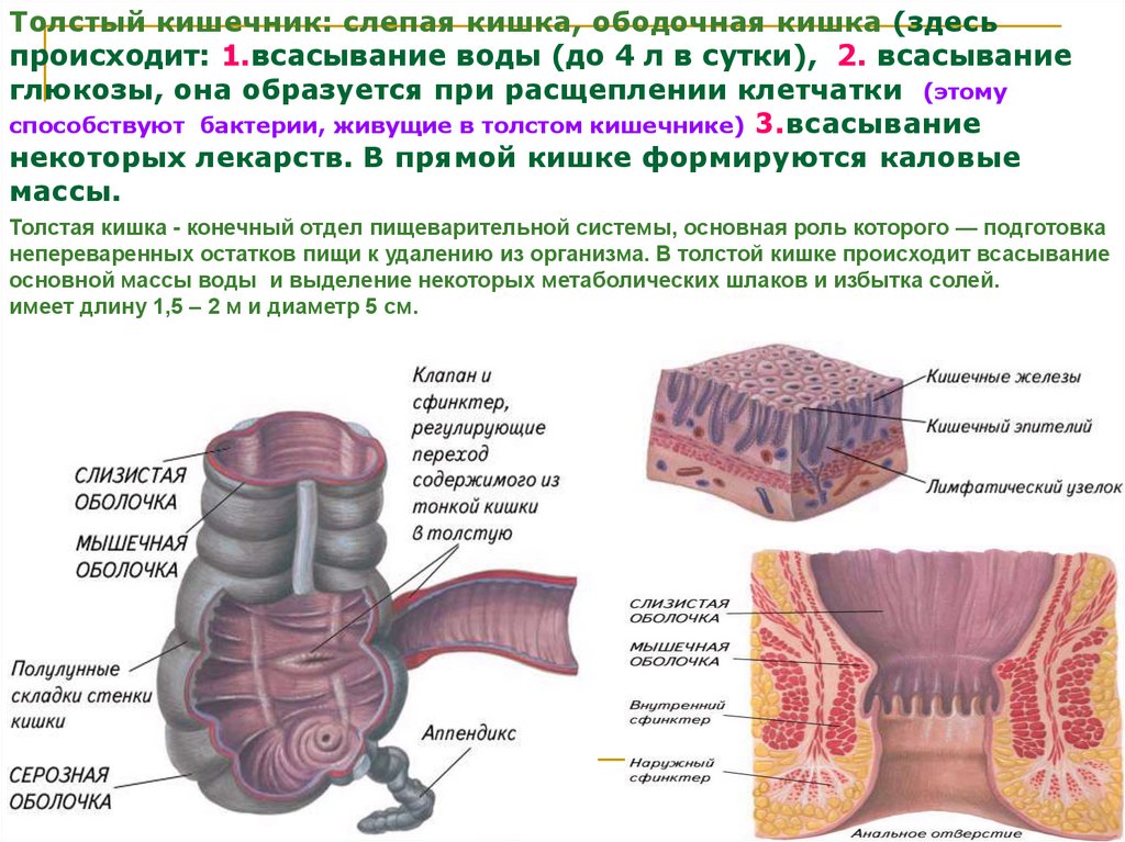 Анатомия жива