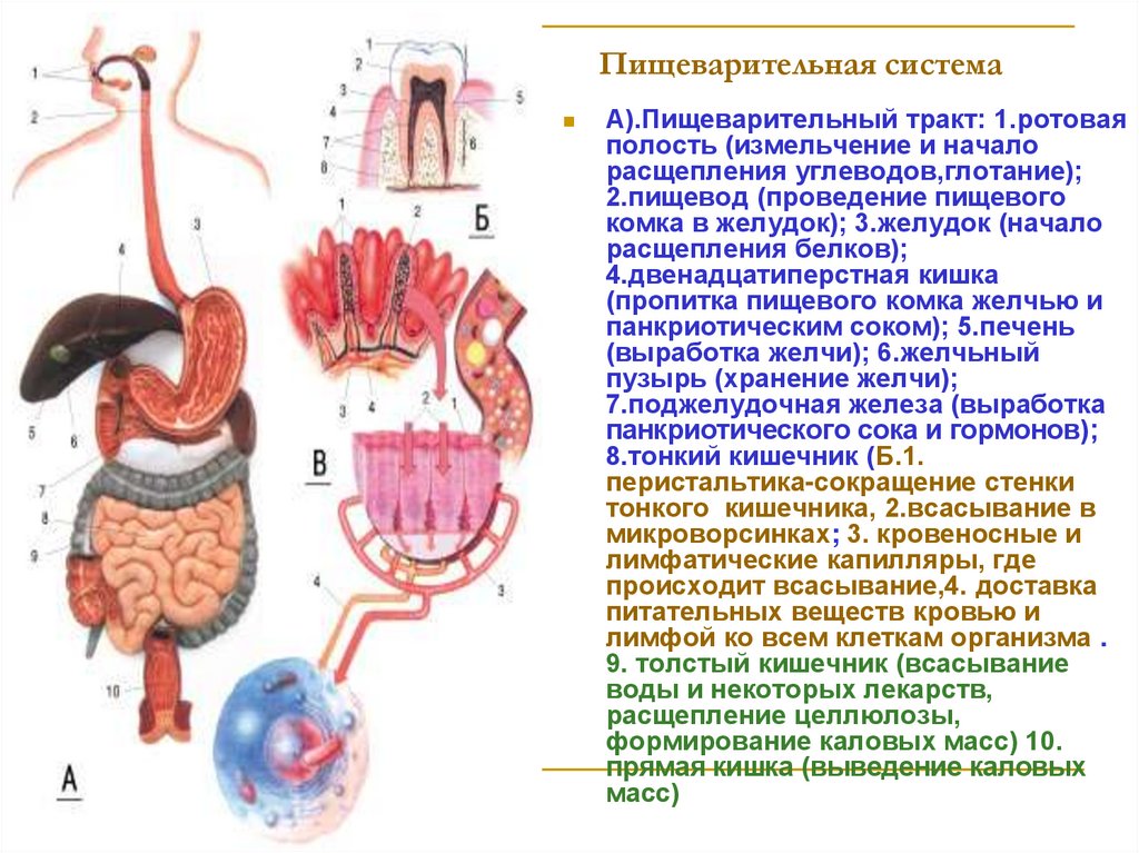 Вопросы анатомия физиология