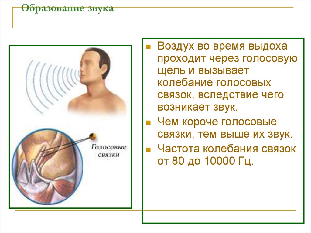 Анатомия физиология и гигиена человека