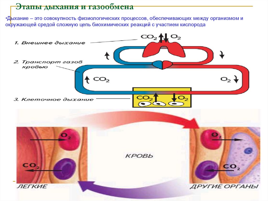 Установите этапы дыхания