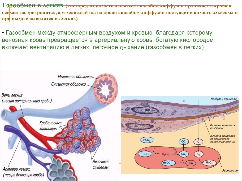 Кислород в легких