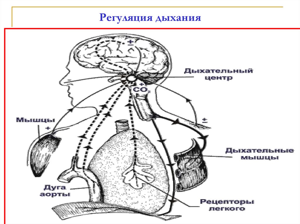 Как осуществляется регуляция дыхания