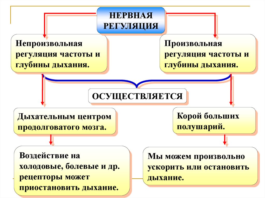 Анатомия физиология и гигиена человека