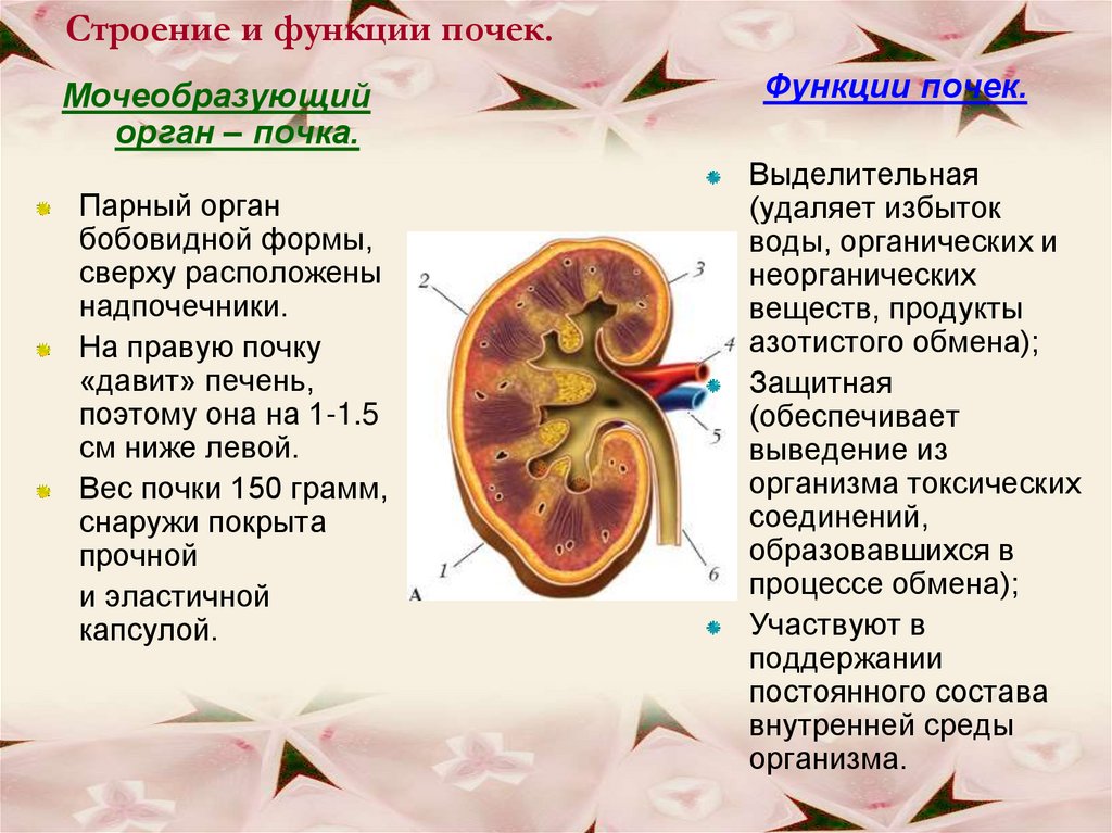 Строение почки человека презентация