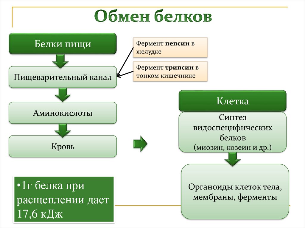 Живая структура