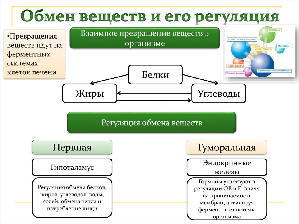 Опорная и защитная функция