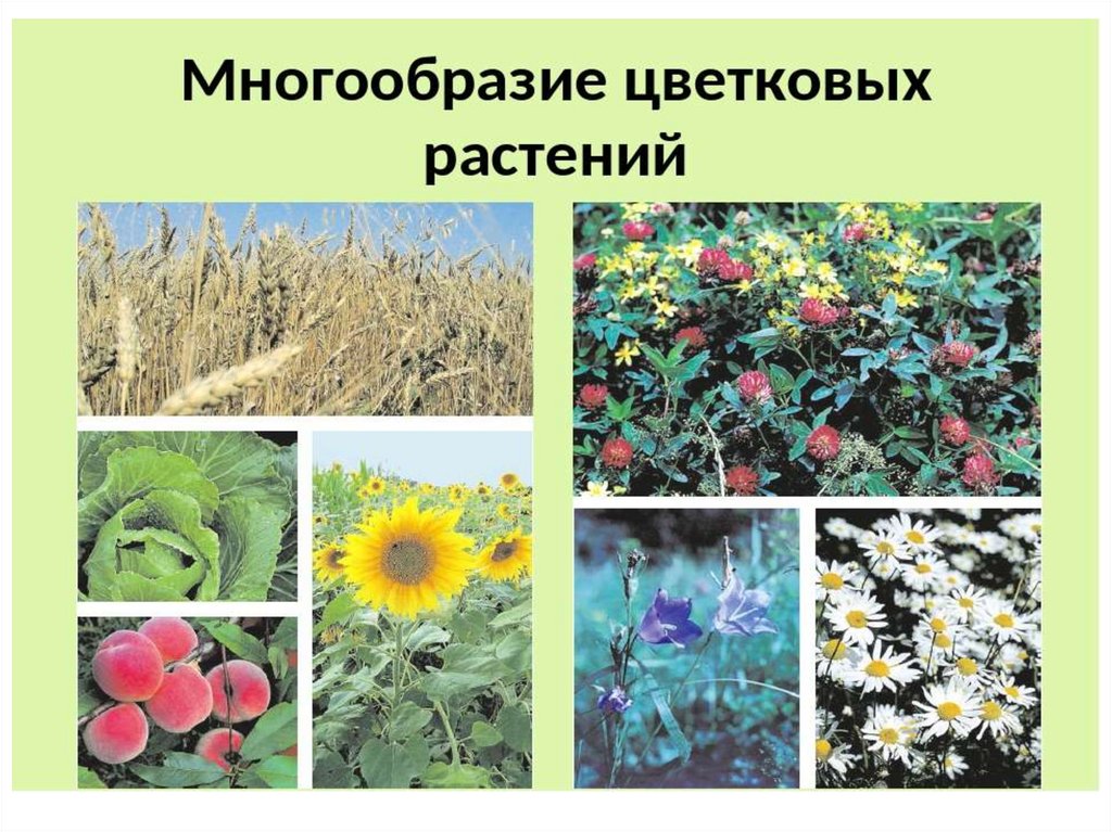 Многообразие цветковых. Разнообразие цветов. Цветковые растения. Многообразие цветковых растений.