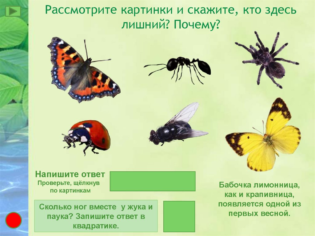 Почему бабочка лишняя в дереве. Рассмотри котят внимательно и скажи кто лишний и почему. Рассмотреть на картинке что здесь лишний бабочка птица небо грибы.