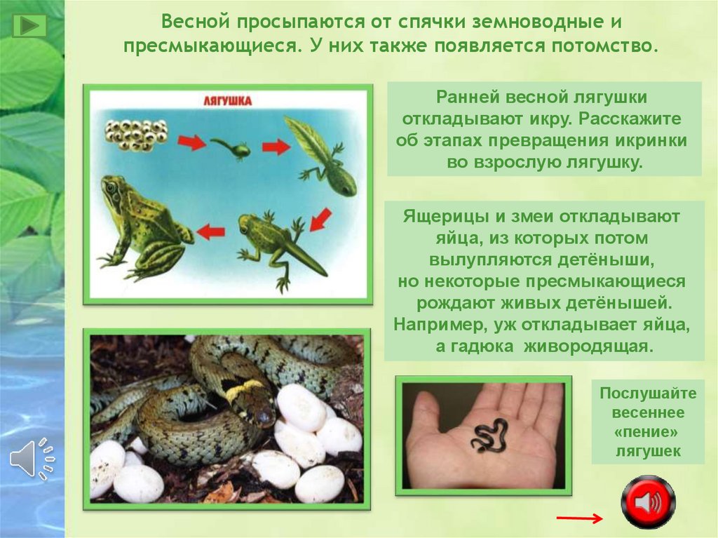 Появляется потомство. Лягушки просыпаются весной. У пресмыкающихся развитие с превращением. Процесс спячки у пресмыкающихся. Как просыпаются Жабы весной.