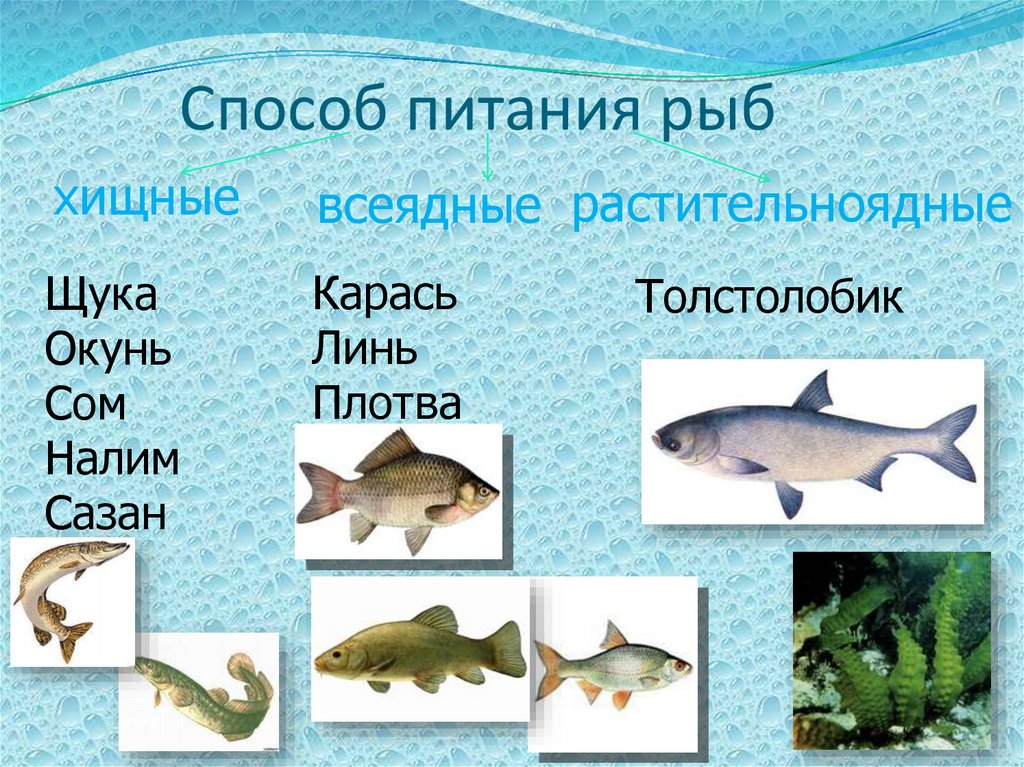 Рыбы примеры 3 класс. Рыбы Хищные и растительноядные. Пресноводные растительноядные рыбы. Хищные и травоядные рыбы. Всеядные рыбы.