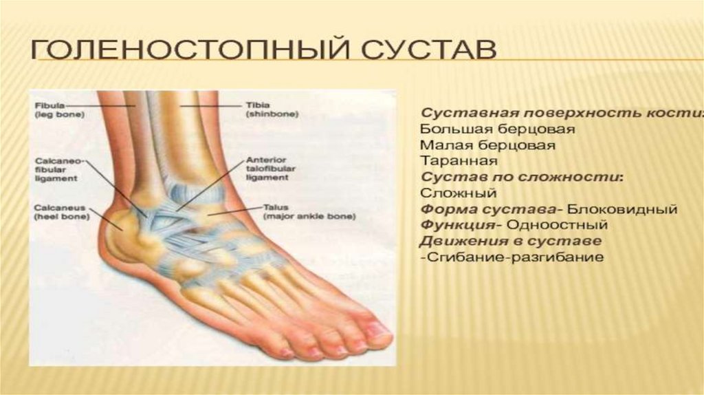 Функции голеностопного сустава. Связки голеностопного сустава анатомия. Жидкость в голеностопном суставе. Суставная жидкость функции.