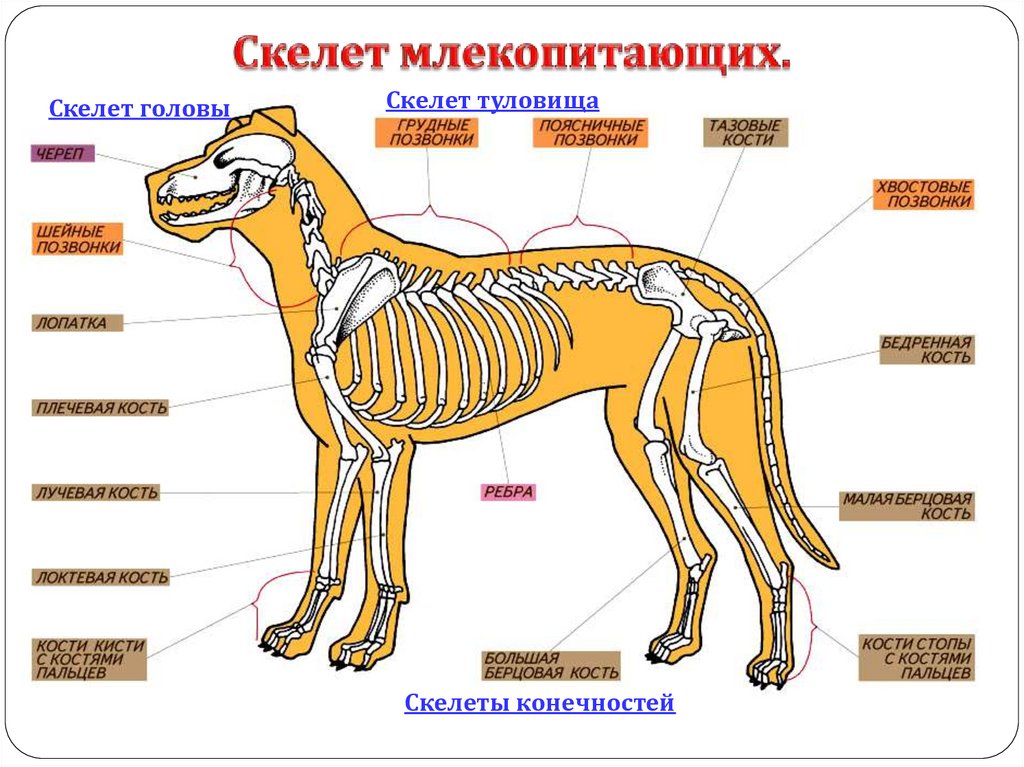 Презентация про животных 7 класс по биологии