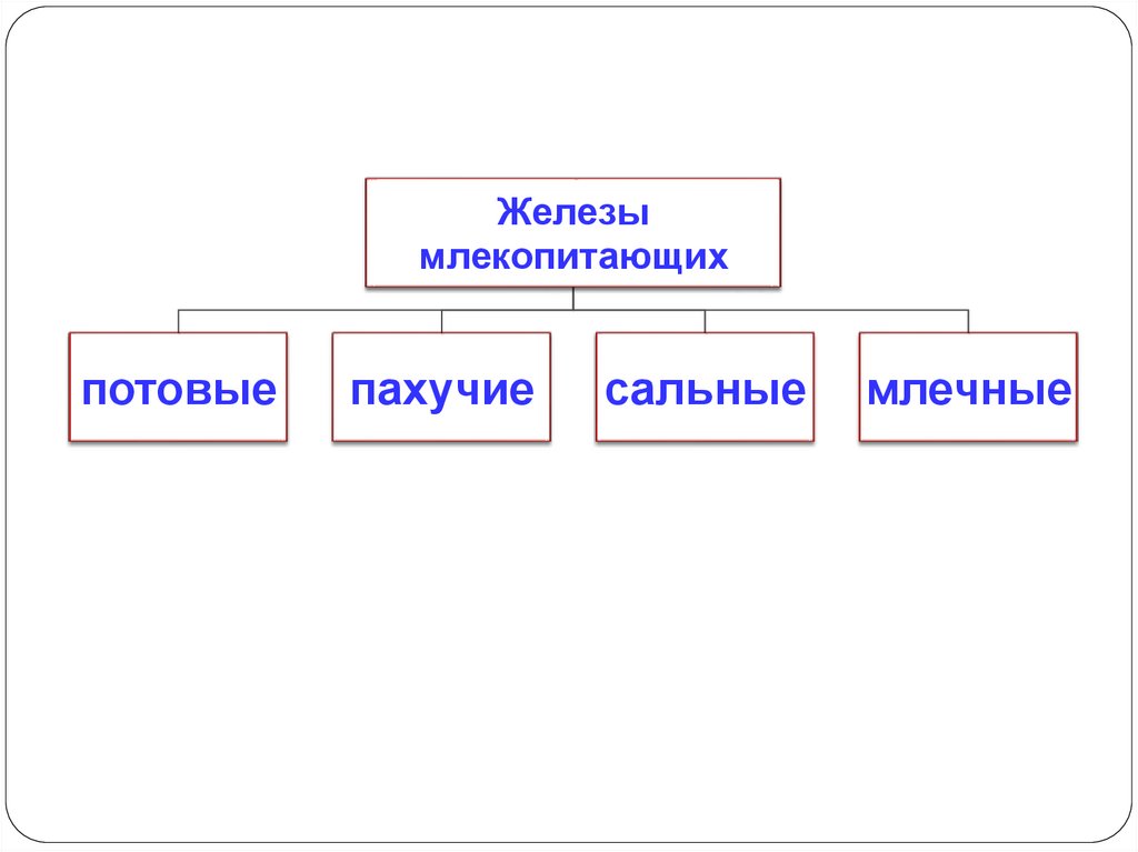 Завершите схему класс млекопитающие подкласс