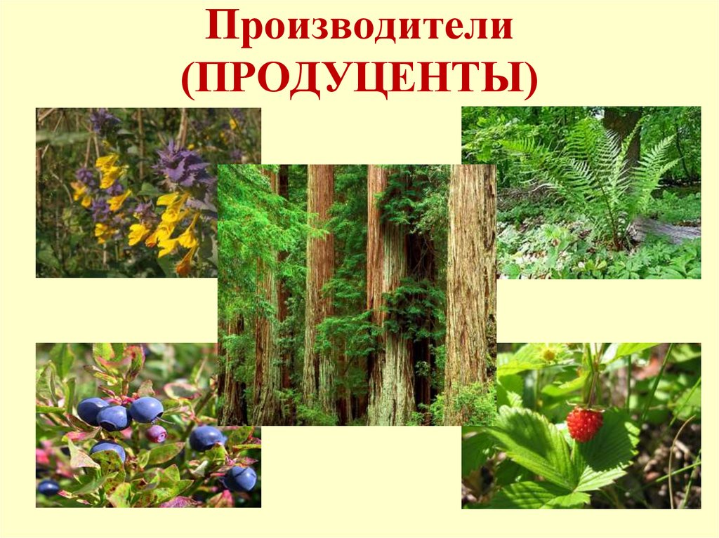 Природное сообщество определение 5 класс. Растения продуценты. Продуценты картинки. Зеленые растения продуценты. Продуценты примеры.