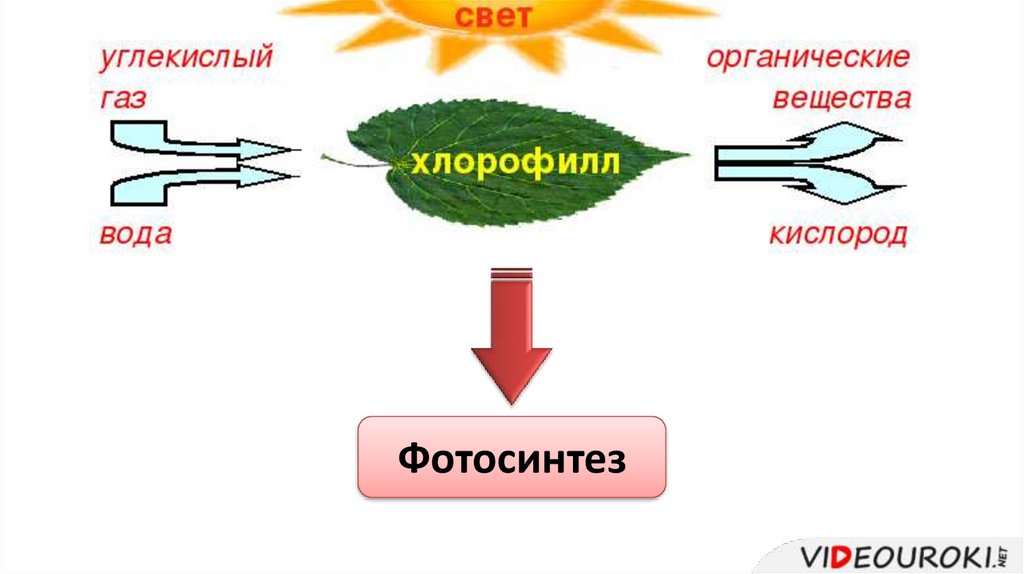 Свет синтез. Схема фотосинтеза и дыхания. Фотосинтез анимация. Фотосинтез гиф. Итоговая реакция фотосинтеза.