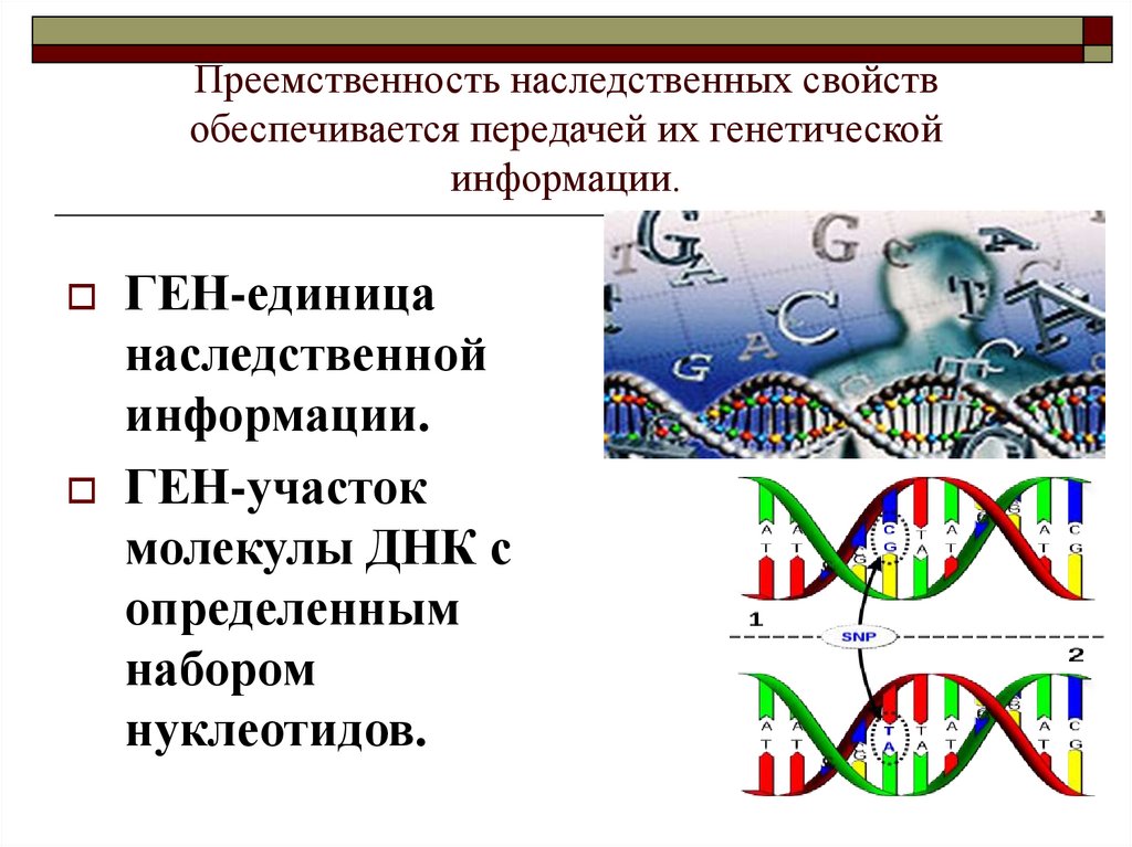 Наследственная информация ген. Ген генетическая информация. Единица наследственной информации. Свйоство генетической информации. Основное свойство генетической информации.